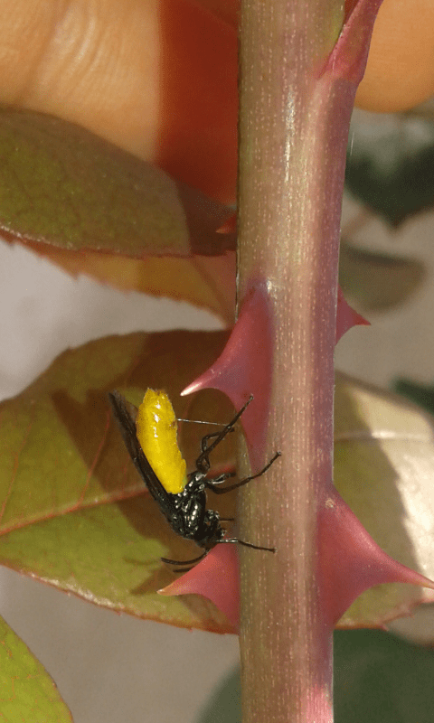 Arge pagana (Argidae)